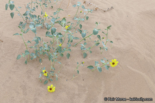 Image of Algodones sunflower