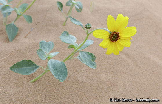 Image of Algodones sunflower