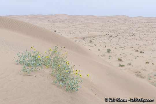 Image of Algodones sunflower