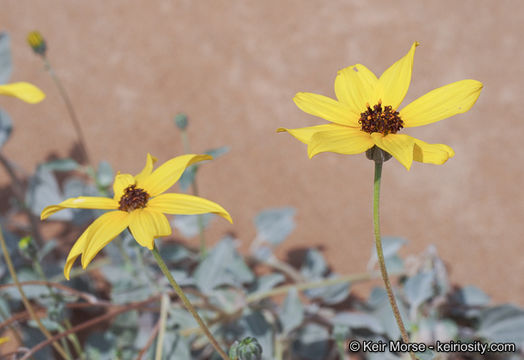 Image of Algodones sunflower