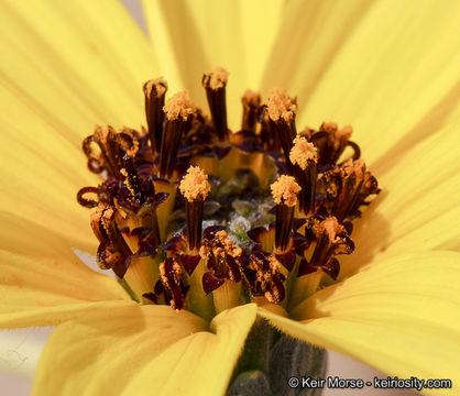 Image of Algodones sunflower