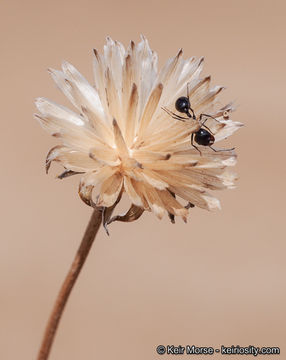 Image of Algodones sunflower