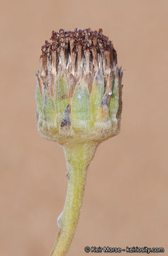 Image of Algodones sunflower