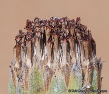 Image of Algodones sunflower