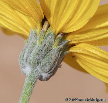 Image of Algodones sunflower