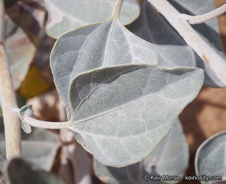 Image of Algodones sunflower