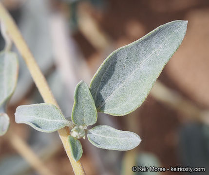 Image of Algodones sunflower