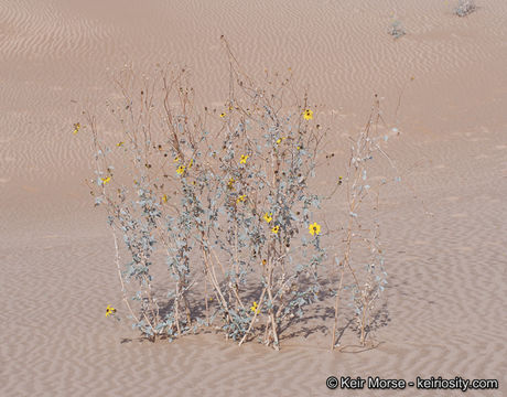 Image of Algodones sunflower