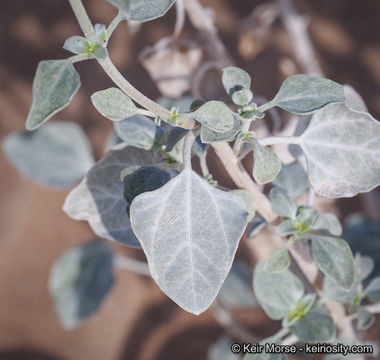 Image of Algodones sunflower