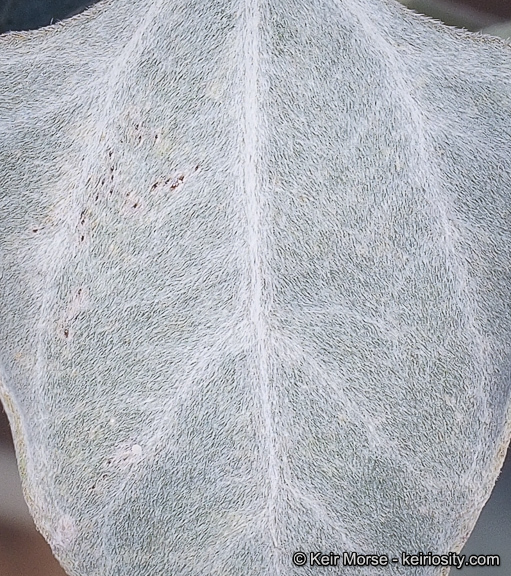 Image of Algodones sunflower