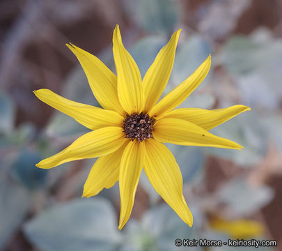 Image of Algodones sunflower