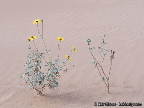 Image of Algodones sunflower