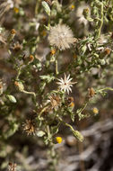 Imagem de Heterotheca oregona var. scaberrima (A. Gray) J. C. Semple