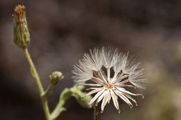 Imagem de Heterotheca oregona var. scaberrima (A. Gray) J. C. Semple