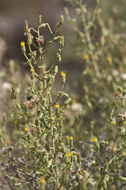 Image of Oregon false goldenaster