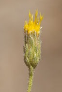 Image of Oregon false goldenaster