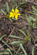 Sivun Phalacroseris bolanderi A. Gray kuva