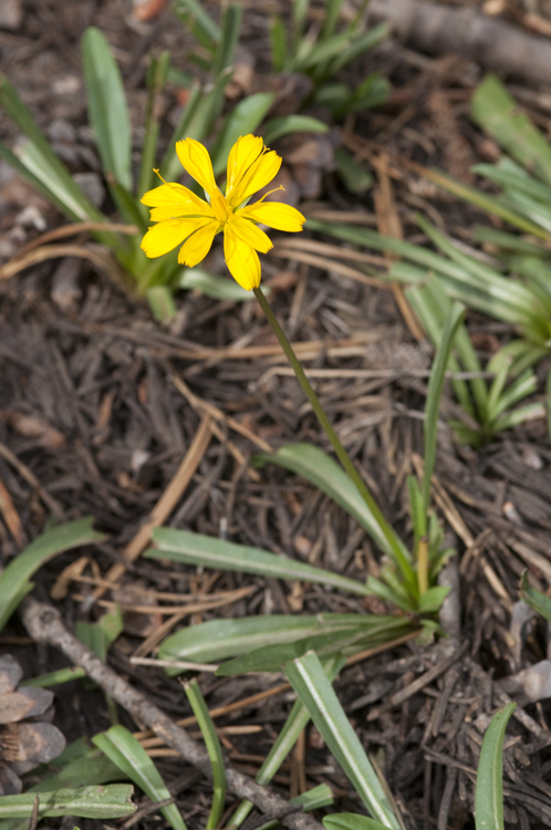 Image of Bolander's Mock Dandelion