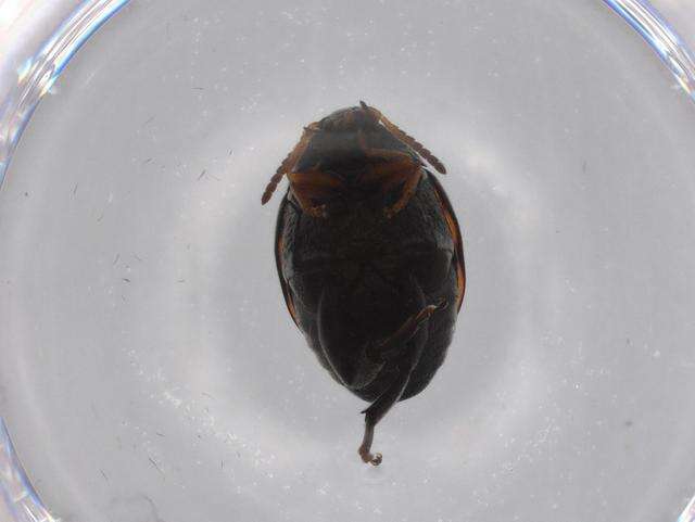 Image of Seed Beetle