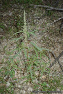 Image of fringed amaranth