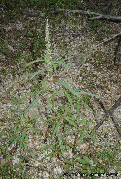 Amaranthus fimbriatus (Torr.) Benth. ex S. Wats. resmi