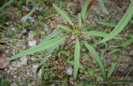 Amaranthus fimbriatus (Torr.) Benth. ex S. Wats. resmi