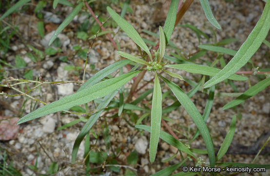 Image of fringed amaranth