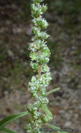 Image of fringed amaranth