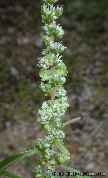 Amaranthus fimbriatus (Torr.) Benth. ex S. Wats. resmi