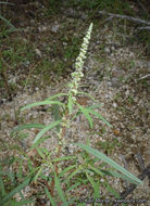 Amaranthus fimbriatus (Torr.) Benth. ex S. Wats. resmi