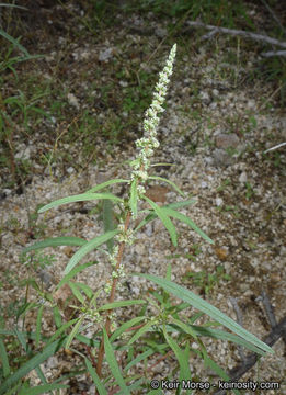 Image of fringed amaranth