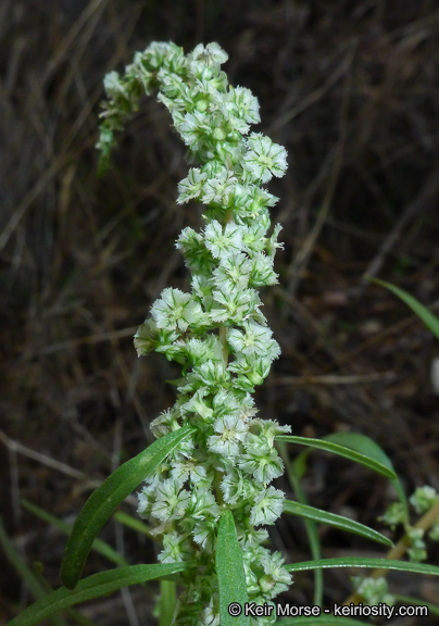 Amaranthus fimbriatus (Torr.) Benth. ex S. Wats. resmi