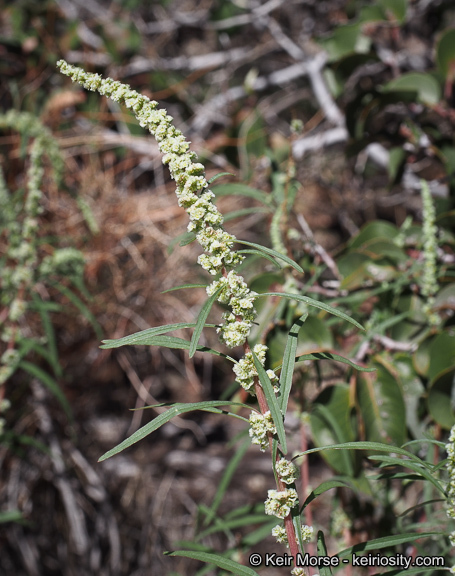 Amaranthus fimbriatus (Torr.) Benth. ex S. Wats. resmi