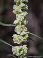 Amaranthus fimbriatus (Torr.) Benth. ex S. Wats. resmi