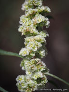 Amaranthus fimbriatus (Torr.) Benth. ex S. Wats. resmi