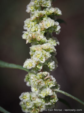 Image of fringed amaranth