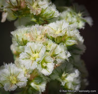 Amaranthus fimbriatus (Torr.) Benth. ex S. Wats. resmi