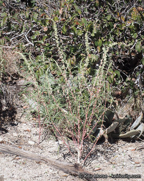 Image of fringed amaranth