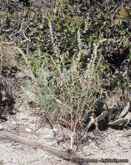 Amaranthus fimbriatus (Torr.) Benth. ex S. Wats. resmi