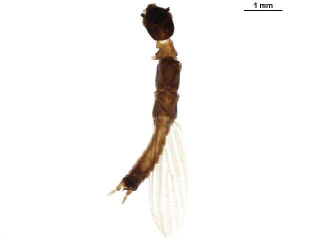 Image of Teratembiidae