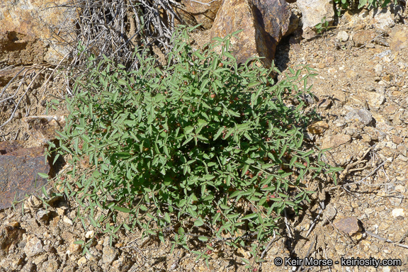 Image of California ayenia