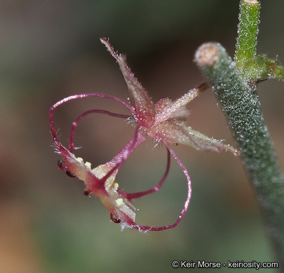 Image of California ayenia