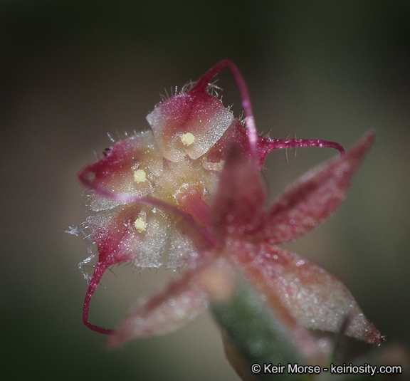 Image of California ayenia