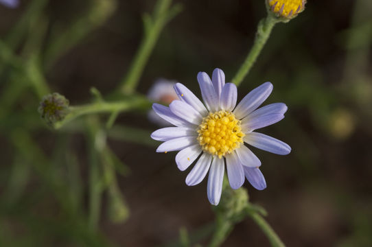 Sivun Almutaster pauciflorus (Nutt.) A. Löve & D. Löve kuva