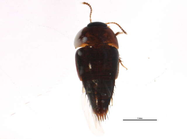 Image of Coproporus