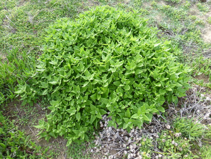 Imagem de Tetragonia tetragonoides (Pall.) O. Kuntze