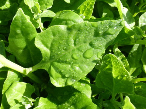 Image of New Zealand spinach