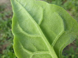 Image of New Zealand spinach