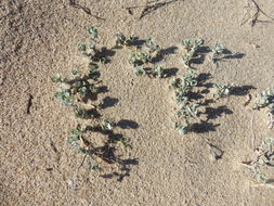 Image of beach saltbush