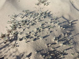 Image of beach saltbush